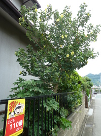 https://www.midorimachi.jp/blog/assets_c/2012/09/ag03-thumb-200x266-4196.jpg