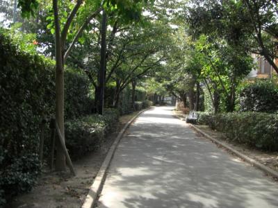 美野島緑道
