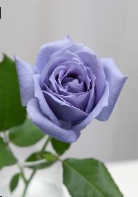 blue_rose[1].jpg
