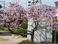 桃の花（No,3）.JPG