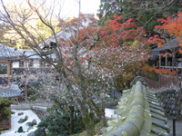 紅葉と御会式桜.jpg