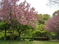 110417　６号濠北側　桜とモミジ (1)ｈｐ-8.jpg