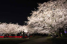 舞鶴公園のさくら