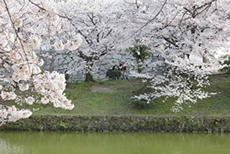 舞鶴公園のさくら