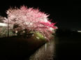 本丸には桜が多く植えられています。花見シーズンになると大勢の人でにぎわいます。