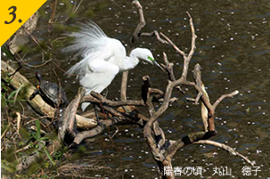 3.陽春の頃　丸山　徳子