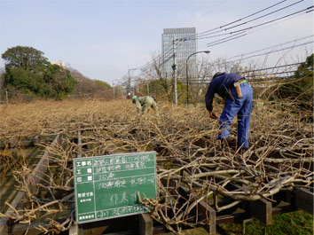 桁上での整枝剪定作業