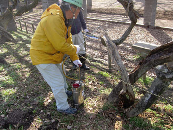 幹が腐った箇所は切除・清掃を行い、<br />
					木質強化剤を浸透させます。