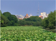 ２号濠と３号濠の間の上之橋からは、お堀の向こうに福岡タワーを望めます。