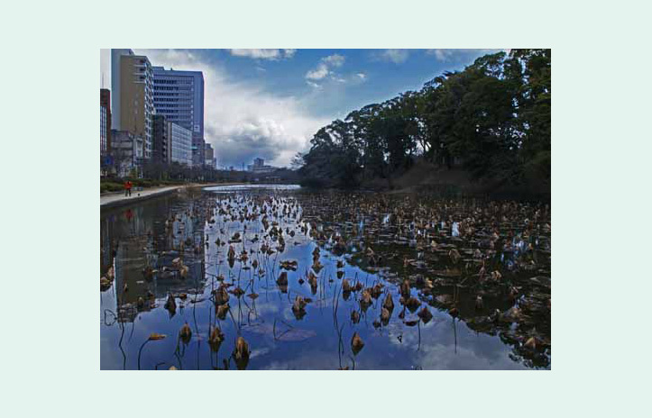 お堀の四季おりおり
～花と緑のまちかど写真コンテスト　受賞作品紹介～