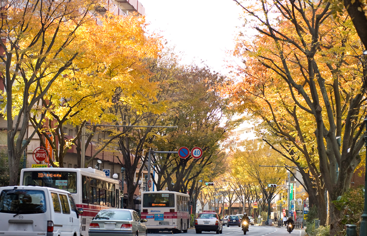 写真：けやき通り（紅葉）