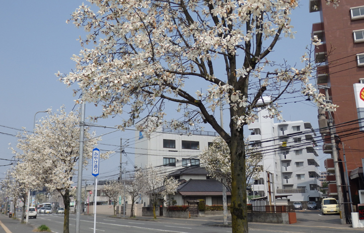 写真：みやけ通り