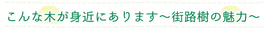 こんな木が身近にあります～街路樹の魅力～