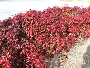 オタフクナンテン 福岡の花 植物情報 緑のまちづくり 公益財団法人 福岡市緑のまちづくり協会