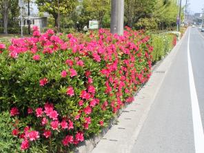 ヒラドツツジ