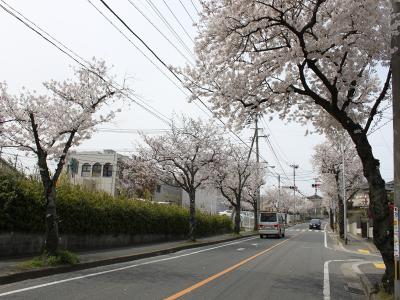 香住ヶ丘サクラ通り