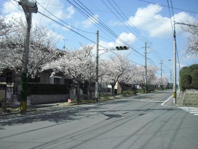 八田中央分離帯