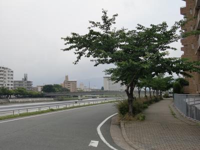 室見川河畔街路