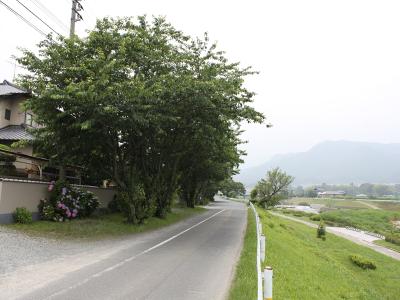 室見川河畔街路