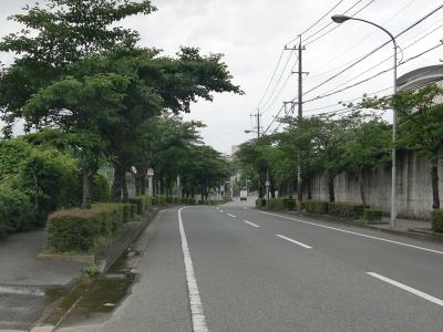 下月隈桜通り