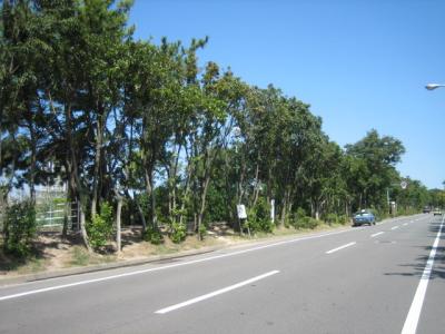 香椎浜１号緑地