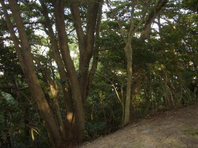 牧の鼻緑地