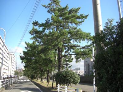 福浜９号緑地
