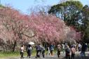 舞鶴公園