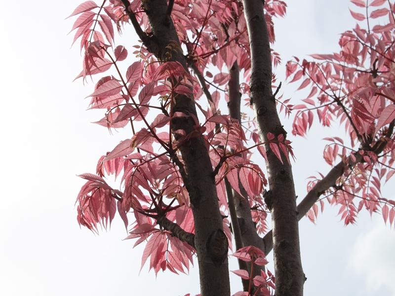 チャンチン | 福岡の花・植物情報 | 緑のまちづくり 公益財団法人 福岡市緑のまちづくり協会