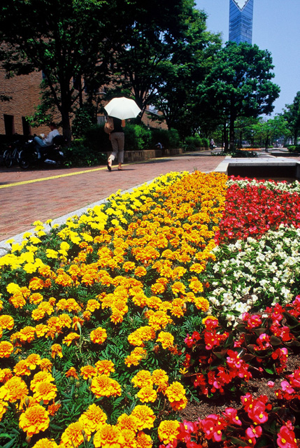 緑のまちづくり 公益財団法人 福岡市緑のまちづくり協会
