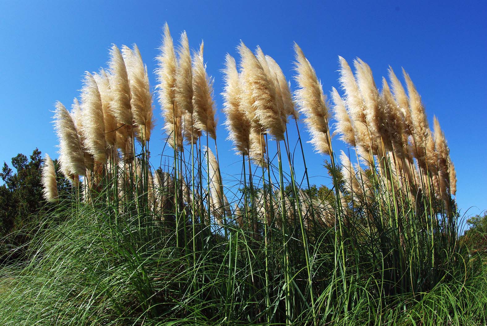 緑のまちづくり 公益財団法人 福岡市緑のまちづくり協会