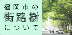 福岡市の街路樹について