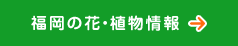 福岡の花・植物情報