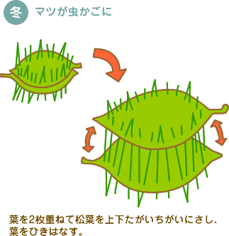 マツが虫かごに