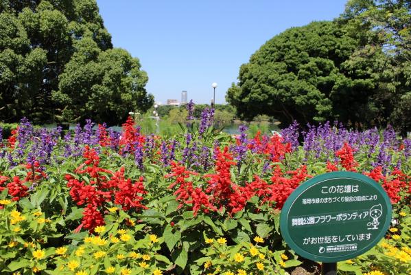 舞鶴公園花だより 花壇 旬の情報 舞鶴公園 緑のまちづくり 公益財団法人 福岡市緑のまちづくり協会