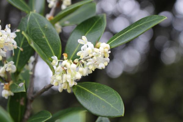 舞鶴公園花だより ヒイラギ 花壇 旬の情報 舞鶴公園 緑のまちづくり 公益財団法人 福岡市緑のまちづくり協会