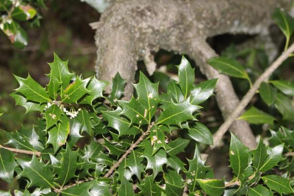 舞鶴公園花だより ヒイラギ 花壇 旬の情報 舞鶴公園 緑のまちづくり 公益財団法人 福岡市緑のまちづくり協会