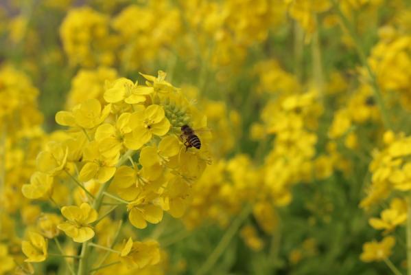 舞鶴公園花だより 菜の花 旬の情報 舞鶴公園 緑のまちづくり 公益財団法人 福岡市緑のまちづくり協会