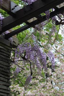 舞鶴公園花だより 藤棚休憩所 その他見頃の花 旬の情報 舞鶴公園 緑のまちづくり 公益財団法人 福岡市緑のまちづくり協会