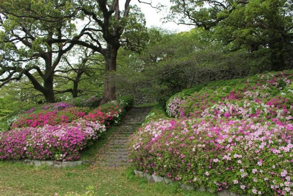 舞鶴公園旬の情報 フジとヒラドツツジ 旬の情報 舞鶴公園 緑のまちづくり 公益財団法人 福岡市緑のまちづくり協会