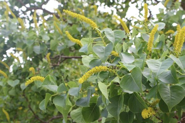 舞鶴公園旬の情報 ナンキンハゼの花 旬の情報 舞鶴公園 緑のまちづくり 公益財団法人 福岡市緑のまちづくり協会