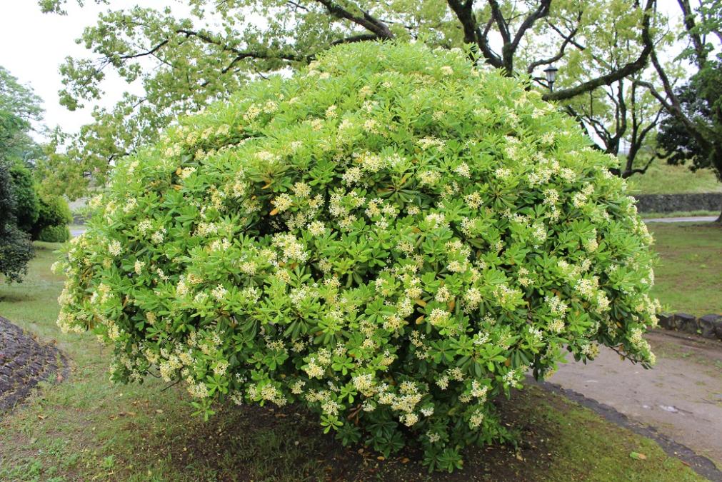 舞鶴公園花だより トベラ シャリンバイ 旬の情報 舞鶴公園 緑のまちづくり 公益財団法人 福岡市緑のまちづくり協会