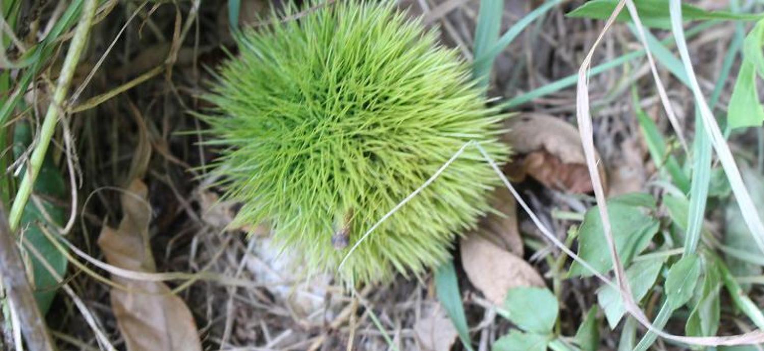 舞鶴公園 緑のまちづくり 公益財団法人 福岡市緑のまちづくり協会