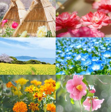 一人一花福岡花