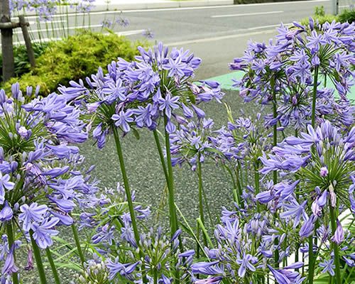 福岡市の街路樹について