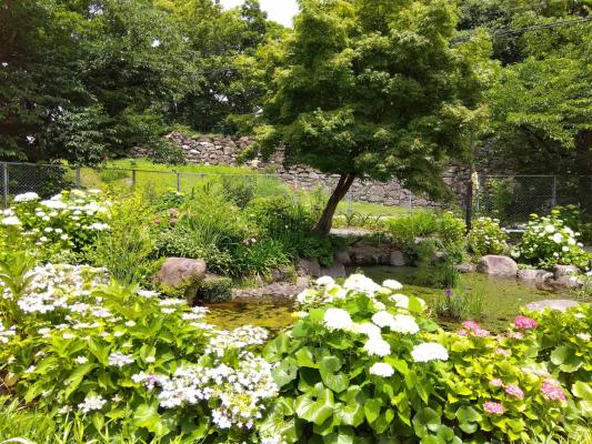 紫陽花の広がる花壇