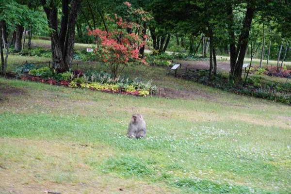 芝生に野生のお猿さん！