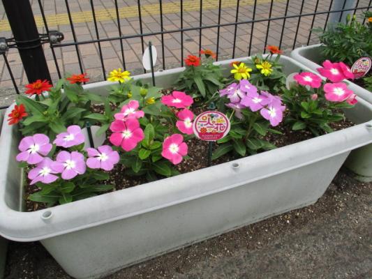 西新駐車場プランター 夏の花へ植替え スタッフブログ スタッフブログ 緑のまちづくり 公益財団法人 福岡市緑のまちづくり協会