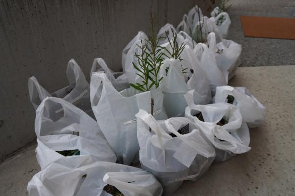 お持ち帰りの苗