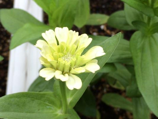Nさん開花経過